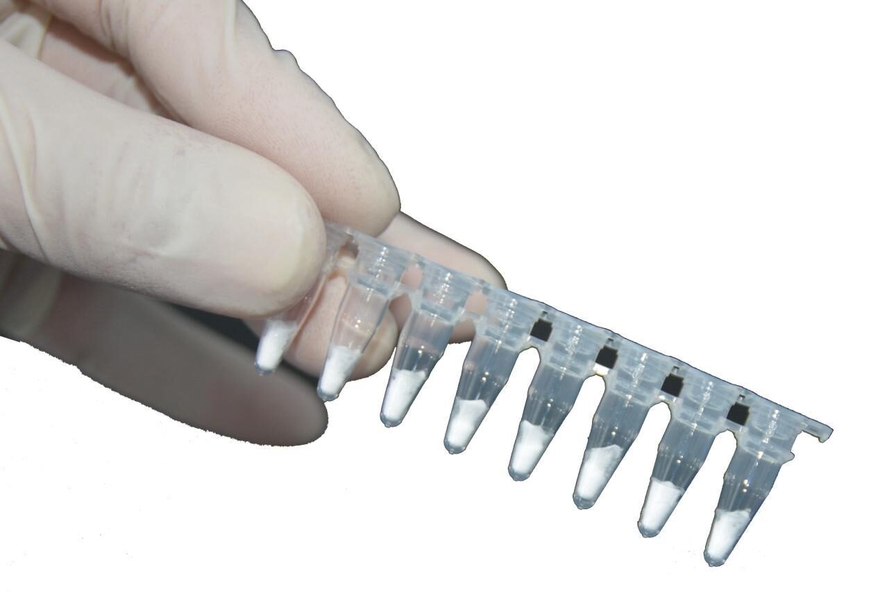 Eight-tube strip held in a gloved hand, used with rapid extraction reagents